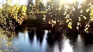 КРАСИВЫЕ ВЕТВИ БЕРЁЗЫ.   БЕРЁЗА, РЕКА, ЛИСТЬЯ ПАДАЮТ В ВОДУ, ОСЕНЬ.  ФУТАЖИ ДЛЯ ВИДЕОМОНТАЖА.