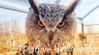 Реакция совы Ёль на меня утром и реакция сыча Лучика на ястреба: У - уходи