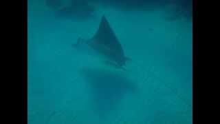 Adlerrochen . Spotted Eagle Ray.Орляковый скат в Красном море.MPEG0020