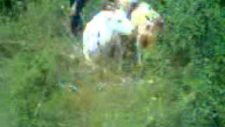 Goat mating