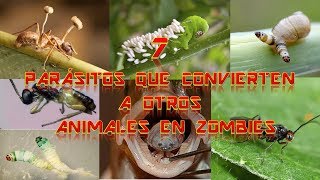 7 PARÁSITOS QUE CONVIERTEN A OTROS ANIMALES EN ZOMBIES