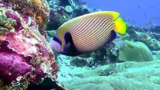 Rihiveli Maldives