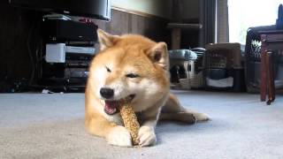 DOG CHEWING ASMR