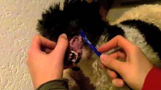 Zähne putzen bei Hunden