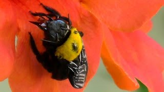 ГРЕЦИЯ КРАСИВЫЙ ЖУК И ПЧЕЛЫ. GREECE BEETLE BEES.