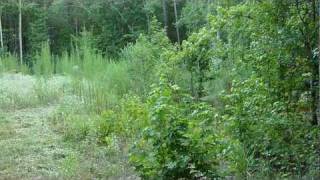 Massey Ferguson 35 bush hogging saplings