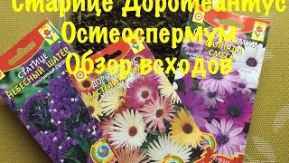 ДОРОТЕАНТУС. ОСТЕОСПЕРМУМ. СТАТИЦЕ. ОБЗОР ВСХОДОВ.