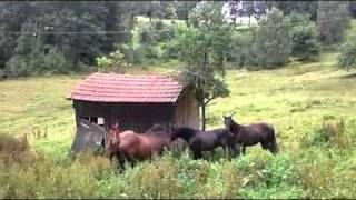Kabardiner Hengste