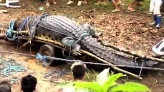 5 Biggest Crocodiles In The World!