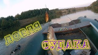 Ловля судака. Осенняя рыбалка.