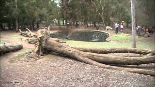 The toy factory animal reserve at Gummeracha...part 2