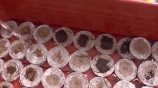 Посев томатов в торфяные таблетки. Выращивание рассады без пикировки