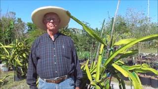 Dragon Fruit by Richard Skinner, Hawkins Corner Nursery