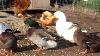 How to Scald a Duck for butchering