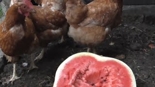 Осторожно арбуз! Отравились арбузом! Водка с солью и клизма.