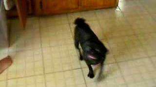 Mr Big Pug Dog Spinning