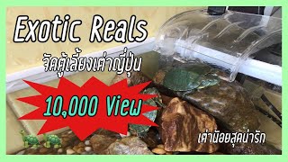 Exotic Reals : จัดตู้เต่าญี่ปุ่น