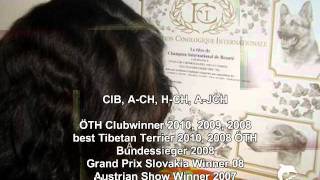 Tibetan Terrier