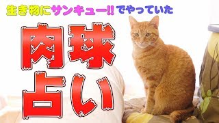 生き物にサンキュー!!でやっていた肉球手相占い(ねこてそ)を茶トラ猫の茶々とマロンでやってみた！ [4K]