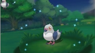 3DS【ポケモン ORAS】shiny Pidove 色違い マメパト 色違 豆豆鴿