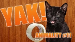 Animality. Видео 11: Раздражающие звуки