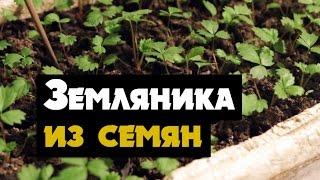 Земляника из семян выращивание (рассада ремонтантная)