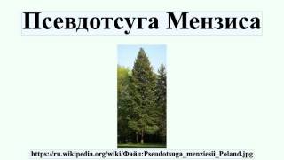 Псевдотсуга Мензиса