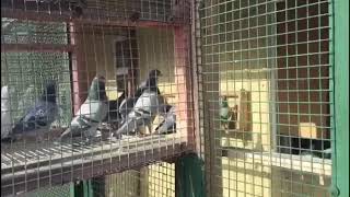 Спортивные голуби kz1