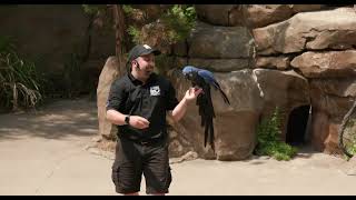 Wings of Wonder Highlights 2023- Cincinnati Zoo