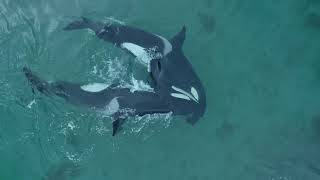 North Atlantic orcas: a seal nightmare