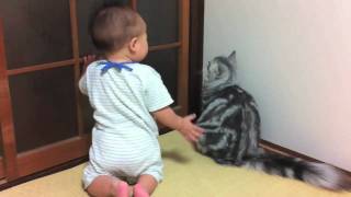 赤ちゃん vs 猫 2 - ふたりは仲良し Baby vs. Cat
