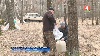 НАРЫХТОЎКА БЯРОЗАВАГА СОКА (Відэа)
