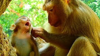 Lovely Ashley grooming for Maci make Maci feel wonderful / Monkey Post