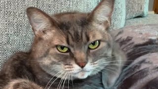 Woman brings home a shelter cat. And discovers her odd reaction to guests.