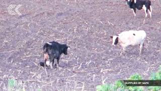 Cows forced to give birth in muddy fields – SAFE