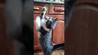 Барсик и укроп #shorts #животные #кот