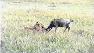 YOUNG LIONS  FIRST KILL