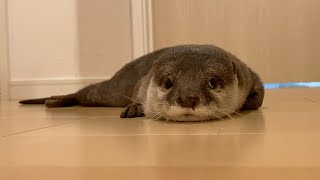 ドアの前で一生飼い主を待ち続けるカワウソとそれを慰める猫 Otter waiting for its owner at the door