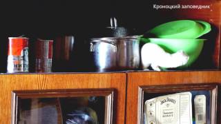 Горностай-воришка