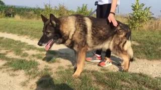 Bono, Deutscher Schäferhund sucht eine Zuhause