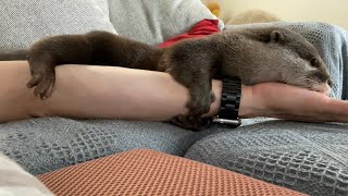 カワウソさくら あまりに抱きつきに来すぎておちおち休めない Otter hugging too much