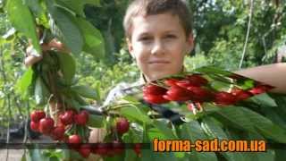 Черешня "Kootenay"