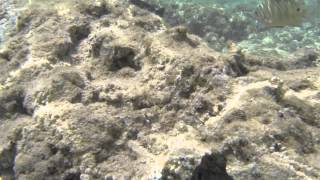 Rotes Meer Fisch - Red Sea Fish - CC BY-NC-SA Royalty Free
