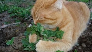 CATNIP primera cosecha y prueba de efectos en los mininos