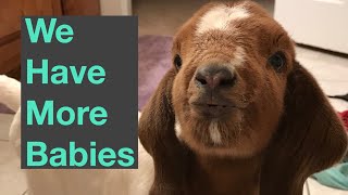 Baby Goat Births