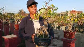 Tham quan và nghe báo giá mai bonsai mini siêu độc vườn chú Trinh 29 tết