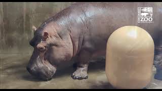 Fiona's Mom Bibi Turns 23 - Cincinnati Zoo