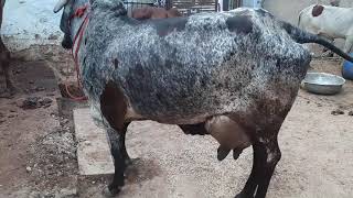Gir cow rare breed Aravali dairy farm 9414 745 465