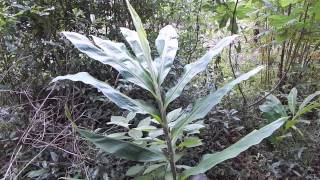 How To Grow Ginger
