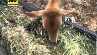 Manejo sanitario del ganado Jersey